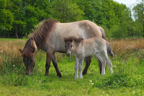 Foal and mare