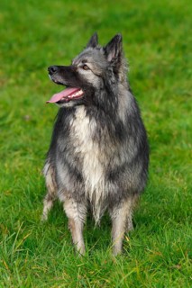 German Shepherd mixed breed