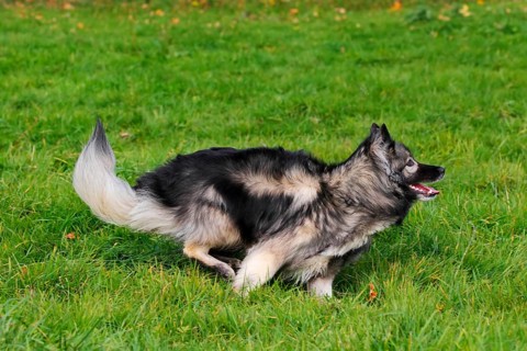 German Shepherd mixed breed running across a meadow