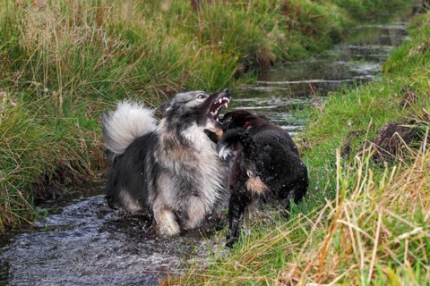 German Shepherd mixed breed and an Australian Shepherd puppy playing in a ditch