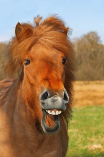 Icelandic Horse or Pony