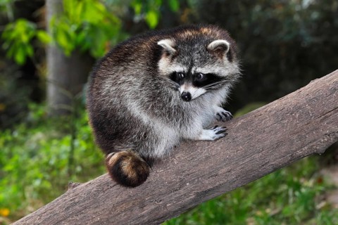 Raccoon (Procyon lotor) climbing on a tree