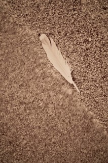 Feather washed up on a beach