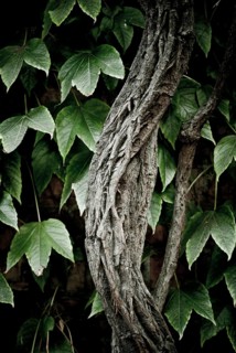 Creeper (Parthenocissus sp.)