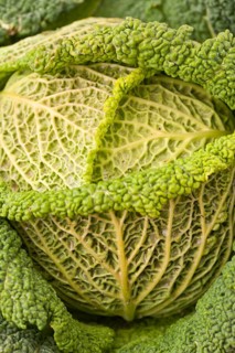 Savoy cabbage (Brassica oleracea convar. capitata var. sabauda)