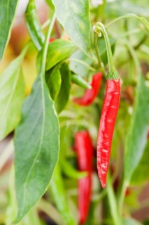 Organically grown chili pepper plant with ripe fruit
