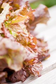 Closeup of fresh Lollo Rosso lettuce