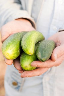 Hands holding a bunch of organically grown cucumbers