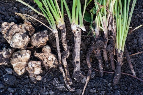Freshly harvested Jerusalem artichokes (Helianthus tuberosus)