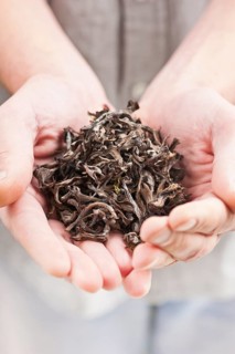 Hands full of dried edible mushrooms