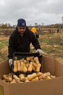 Don Wilder helps as volunteers collect leftover squash from a farmer's field for distribution to those in need