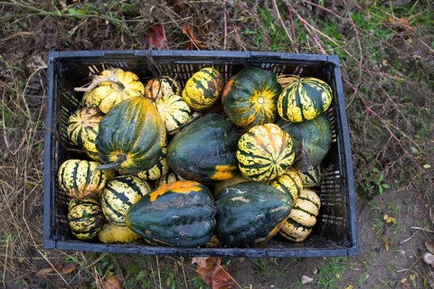 A bin of squash