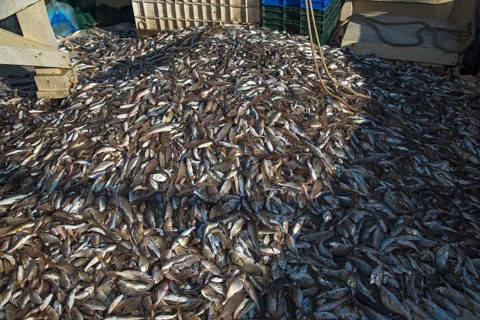 Shrimp trawler of the Alabama Fisheries Cooperative