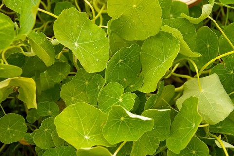 Garden Nasturtium