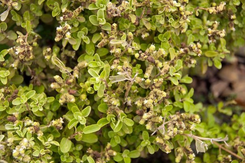 Marjoram (Origanum majorana)