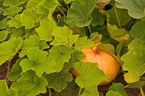 Pumpkin plants growing on a field