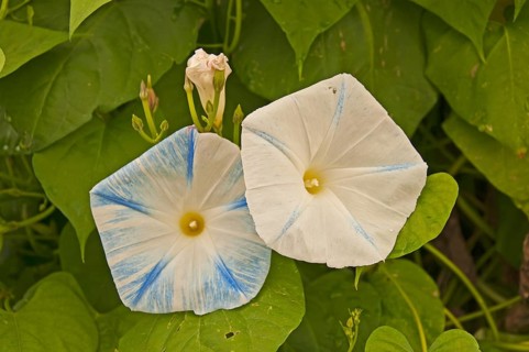 Blue Star (Ipomoea tricolor 'Heavenly Blue')