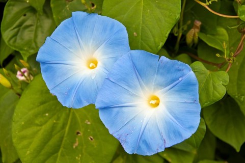 Blue Star (Ipomoea tricolor 'Heavenly Blue')
