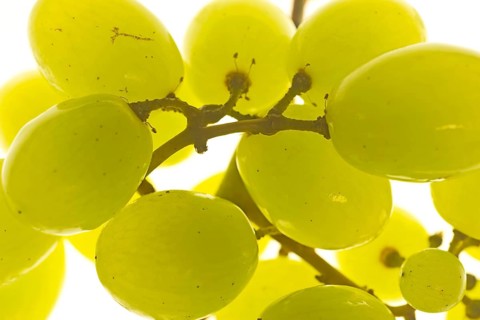 Seedless white grapes