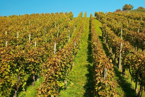 Vineyard with Lemberger grapes on Rotenberg Mountain near Stuttgart