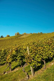 Vineyard with Lemberger grapes on Rotenberg Mountain near Stuttgart