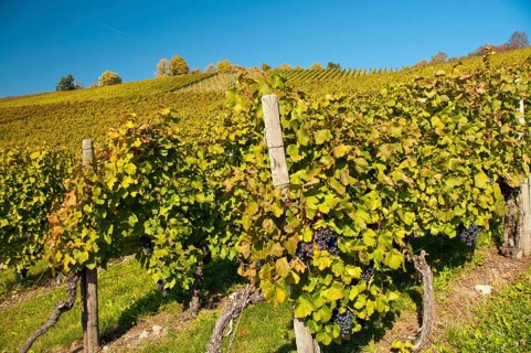 Vineyard with Lemberger grapes on Rotenberg Mountain near Stuttgart