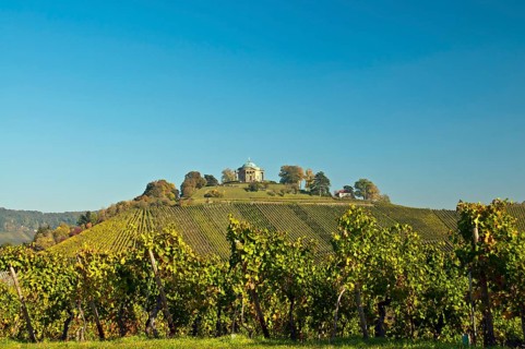 Vineyard with Lemberger grapes on Rotenberg Mountain with Wuerttemberg Mausoleum near Stuttgart