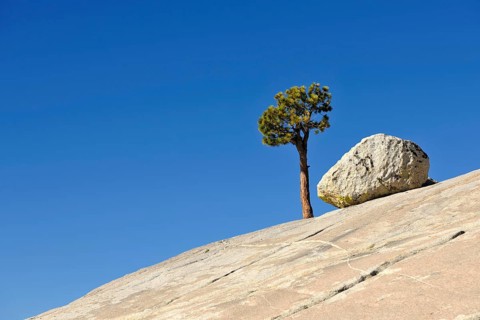 Solitary Great Basin Bristlecone Pine (Pinus longaeva)