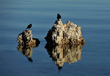 Birds and shore flies (Ephydra hians)