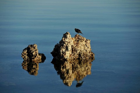 A bird and shore flies (Ephydra hians)