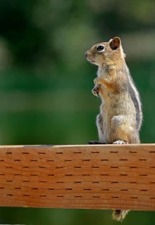 Golden-mantled Ground Squirrel (Spermophilus lateralis)