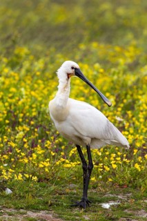 Eurasian Spoonbill (Platalea leucorodia)