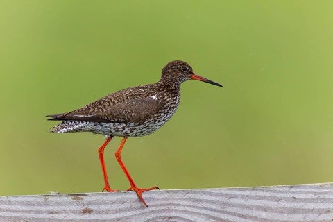 Common Redshank (Tringa totanus)