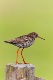 Common Redshank (Tringa totanus)