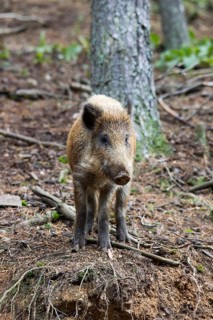 Wild boar (Sus scrofa)