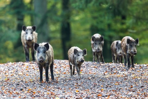 Wild boars (Sus scrofa)