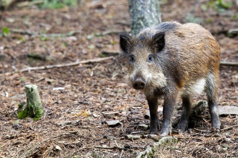 Wild boar (Sus scrofa)