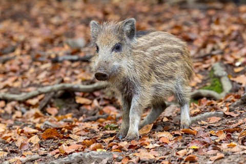 Wild boar (Sus scrofa)