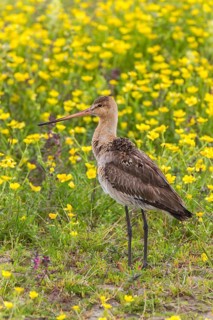 Black-tailed Godwit (Limosa limosa)