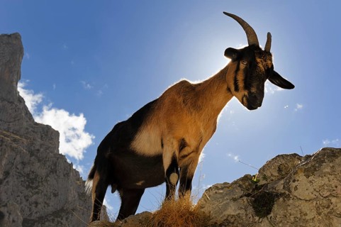 Goat (Capra) in Rio Cares Gorge