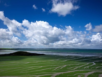 Sea Lettuce (Ulva armoricana)