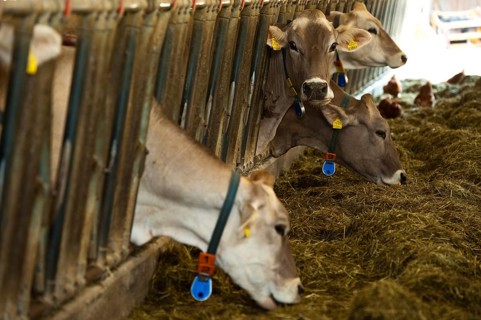 Cows in a barn