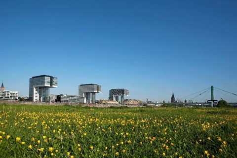 Green meadow in front of Rheinau Harbour with the Crane Buildings of Cologne and Cologne Cathedral
