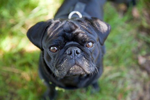 Black Pug with its face smeared with cow dung