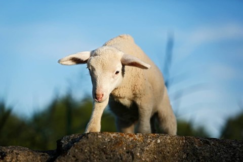 Lamb standing on a rock
