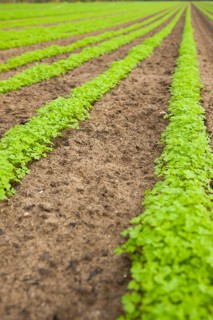 Carrot field
