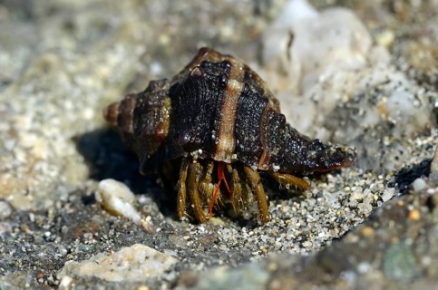 Common Marine Hermit Crab (Pagurus bernhardus)