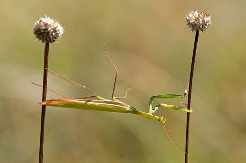 European mantis (Mantis religiosa)