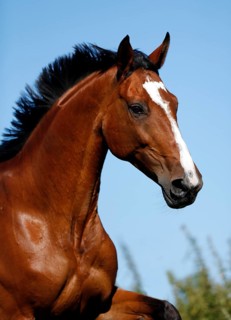 Brown mare