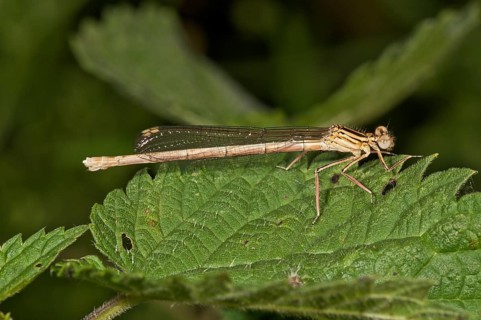 White-legged Damselfly or Blue Featherleg (Platycnemis pennipes)